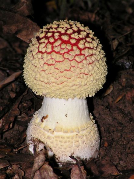 Fly Agaric One-footed, Egg-born
