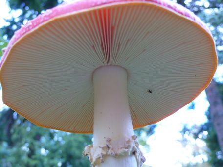 Fly Agaric with gills
