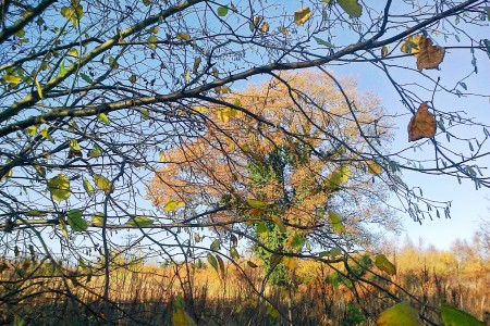 Catkins of spring with autumn oak