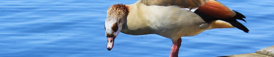 Egyptian Goose, male