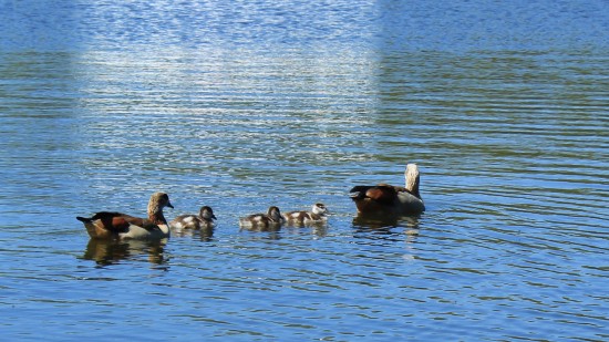 Egyptian Goose, Gander and 3 goslings