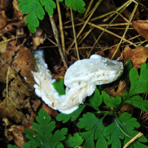White cottony fungus